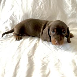 Nicole - Chocolate and tan female Dachshund puppy in Silver Springs, Florida from DeMarsh's Dachshunds