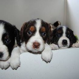 English Springer Spaniel Puppies from Maleks Tri English Springer Spaniels