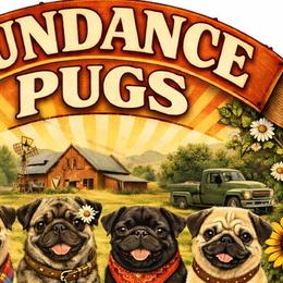 Pugs from Sundance Pugs