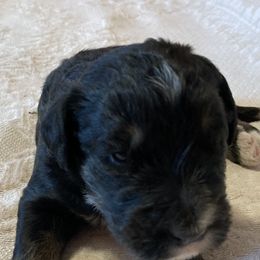 Bernedoodle and Bernese Mountain Dog Puppies from Bernese Home