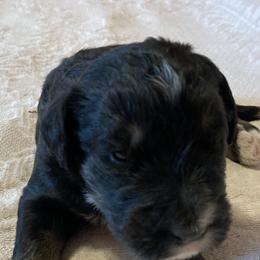 Bernedoodle and Bernese Mountain Dog Puppies from Bernese Home