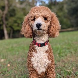 Teddy - Poodle