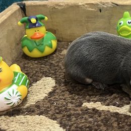 Astrid - Gray and tan female Dachshund puppy in Wesley Chapel, Florida from Russell Lee Overton