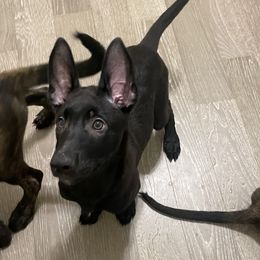 Girl 1 - xDutch Shepherd puppy from We Like it Ruff Working K9 Breeding and Training