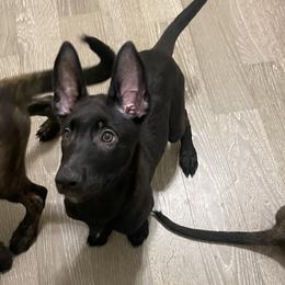 Girl 1 - xDutch Shepherd puppy from We Like it Ruff Working K9 Breeding and Training