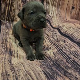 Orange collar - Gray male Cane Corso puppy in Fritch, Texas from Carrie Brown's Cane Corsos
