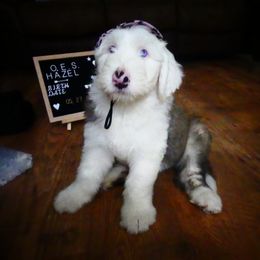 Old English Sheepdog Puppies from Gabriela Moreno's Old English Sheepdogs
