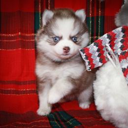 Joy - Red and white female Pomsky puppy in Paulden, Arizona from Rose Peek Pomskies
