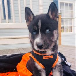 Siberian Husky Puppies from Siberian Huskies-Beckham the Great