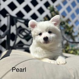 Pearl - White female American Eskimo Dog puppy in Hesperia, California from Bella's American Eskimos