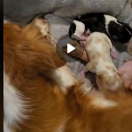 Cavalier King Charles Spaniel puppies from Southern Edge Kennel