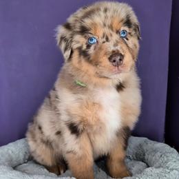 Remi3Boy4- RMM,Long,AKC,OFA,Genetics - Red merle male Australian Shepherd puppy in South Hill, Virginia from Silverside Aussies LLC