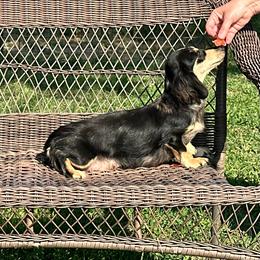 Mattie - Dachshund