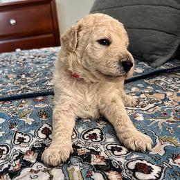 Pink Collar Female - White female Poodle puppy in Screven, Georgia from Dreamland Standard Poodles