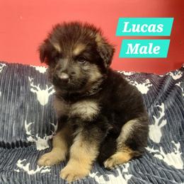 Lucas Aqua Collar - Black and red male German Shepherd puppy in Bedias, Texas from TiPi S Ranch's German Shepherds