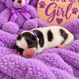 Purple Collar - Black and white female Shorkie puppy in Staten Island, New York from Sensational Shorkies