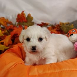 Ava - White female Coton de Tulear puppy in Westfield, North Carolina from Legacy Pets