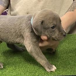 Blue Collar M - Blue male Mountain Cur puppy in Georgetown, Ohio from Walnut Ridge Mountain Curs