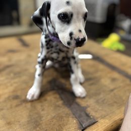 Nova - White and black female Dalmatian puppy in Arlington, Texas from Bri’s Spot Garden - Glasscock Dalmatians