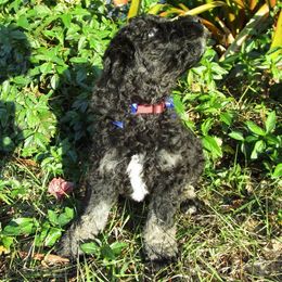 Poodle Puppies from Ramzees Poodles