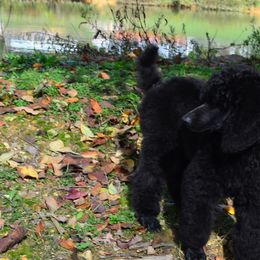 Poodle Puppies from D and D Standard Poodles