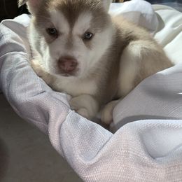 Siberian Husky Puppies from Betty's Huskies