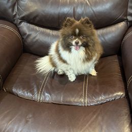Coco - Pomeranian
