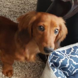 Ember - Dachshund