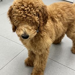 Blue - Red  male Goldendoodle puppy in Naples, Florida from Goldendoodles Of Naples