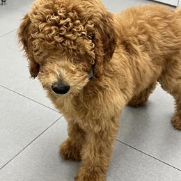 Blue - Red  male Goldendoodle puppy in Naples, Florida from Goldendoodles Of Naples