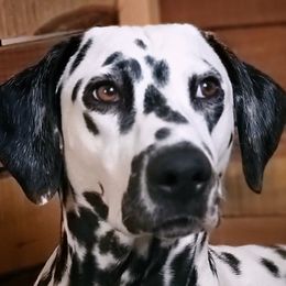 EllaMae - Dalmatian