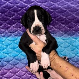 Asami - Black and white female Great Dane puppy in Orange Grove, Texas from Shadow Veil Dane’s