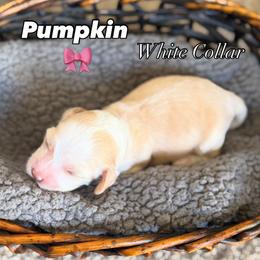 Pumpkin - Caramel female Australian Labradoodle puppy in Caldwell, Idaho from Leila Pearson
