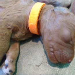 Labradoodle Puppies from Sakura Pups