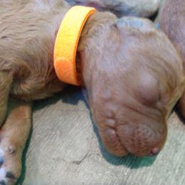 Labradoodle Puppies from Sakura Pups