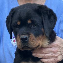 Pink Girl SOLD - Black and mahogany female Rottweiler puppy in Newberry, Florida from Darkstarr Rottweilers