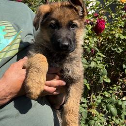 Xenos - Sable male German Shepherd puppy in Whitewater, California from Vom Haus Metzler Shepherds