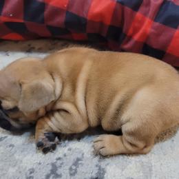 "Comet" French Bulldog Puppies from Fancy Frenchies