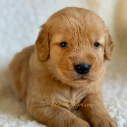 Fanta - Dark golden male Golden Retriever puppy in La Verne, California from 4LoveofGoldens