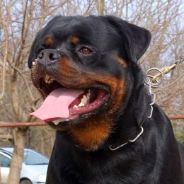 Quadro - Rottweiler