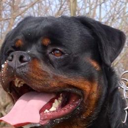 Quadro - Rottweiler