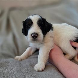 Salem - Tri-color male Bernedoodle puppy in Malden, Illinois from Doting Doodles