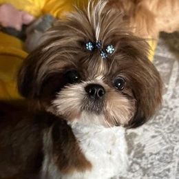 Ricky - Shih Tzu