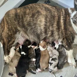 Ren - Brindle and white female Cardigan Welsh Corgi puppy in San Antonio, Texas from White Paws Cardigan Corgis