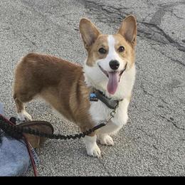 Pembroke Welsh Corgi Puppies from Solo spur ranch