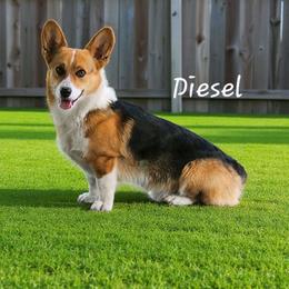 Diesel - Pembroke Welsh Corgi