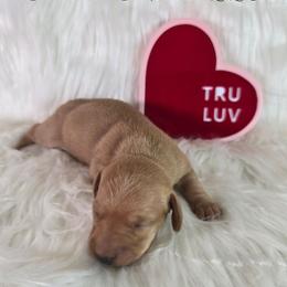 Remington - Red male Dachshund puppy in Kansas City, Missouri from Divine Doxies LLC
