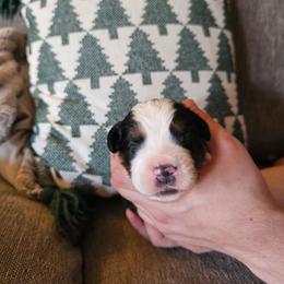 Mr. Darcy - Black rust and white male Bernese Mountain Dog puppy in Inman, South Carolina from Shadow Acres