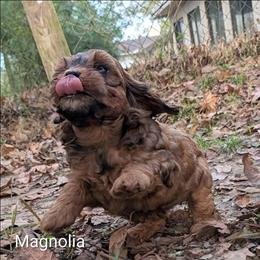 Magnolia - Sable female Cockapoo puppy in Sunset, Louisiana from Cano Cockapoos