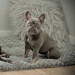 Lyric - French Bulldog